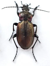 Carabidae: Carabus nemoralis from the Pacific Northwest, A1.