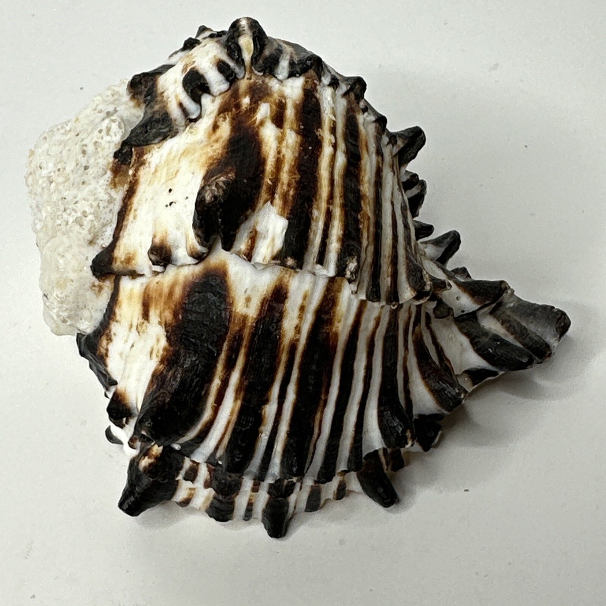 Striped Black Murex Seashell 4” | eBay