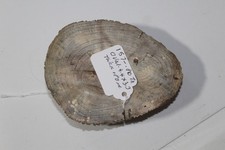 hackberry wood turning blanks