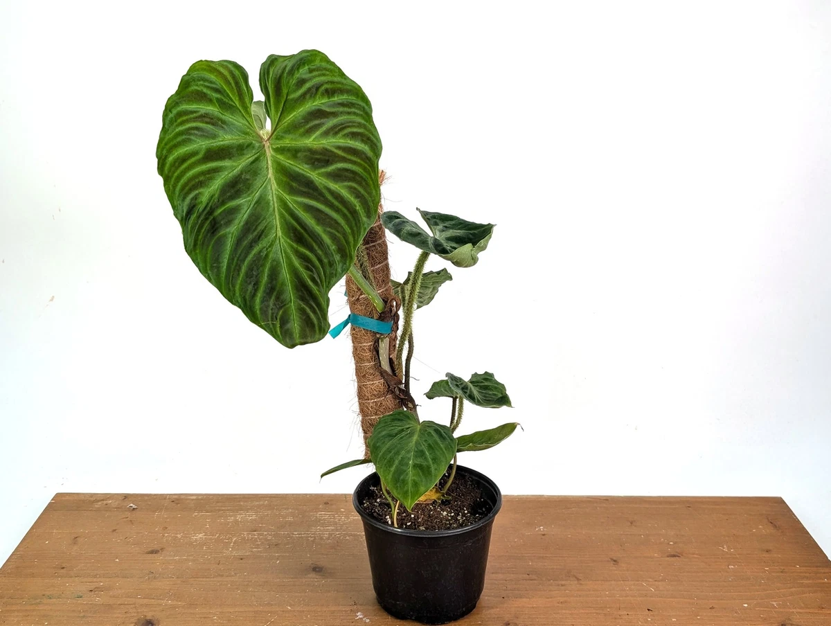 Philodendron Verrucosum 'Esmeralda' | eBay