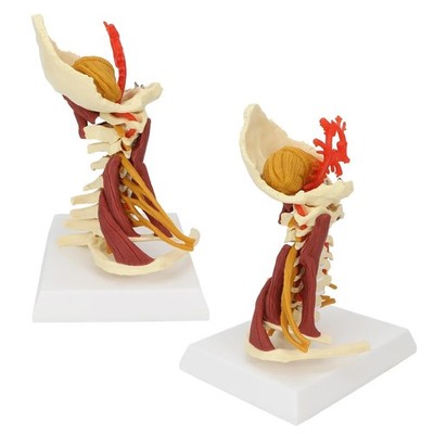 Cervical Vertebra Arteria Spine Spinal Nerves Anatomical Model Anatomy science