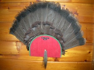 Vintage Turkey Gobbler Taxidermy FAN Mount / 7" Beard with Fan