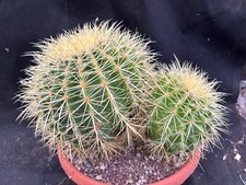 ECHINOCACTUS GRUSONII  CACTUS PIANTE GRASSE 73