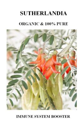 pink fittonia plant Frankie Nerve Plant (Fittonia verschaffeltii) for Sale main image 1
