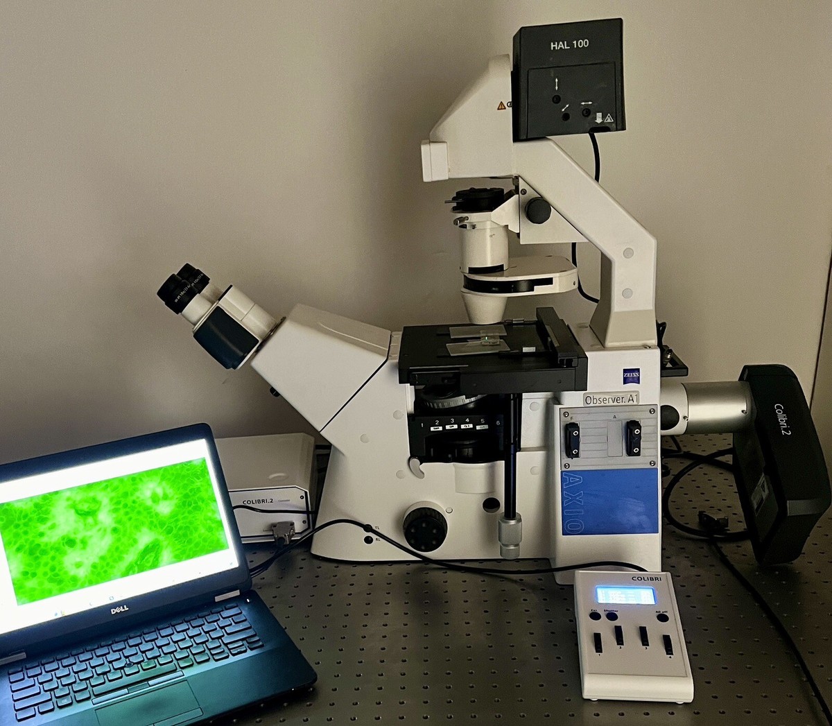 Zeiss Axio Observer A1 Colibri2 Fluorescence Phase Contrast Zeiss Axio Observer A1 Colibri2 Fluorescence Phase Contrast