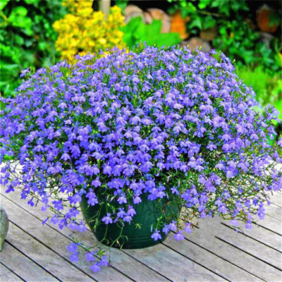 200 CRYSTAL PALACE BLUE LOBELIA REGATTA Erinus Flower Seeds | eBay