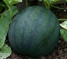 WATERMELON SEEDS 25 SUGAR BABY garden FRUIT bush AVG WT 8-10 LBS FREE SHIPPING