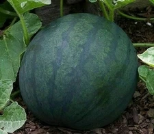 WATERMELON SEEDS 25+ SUGAR BABY garden FRUIT bush AVG WT 8-10 LBS FREE SHIPPING