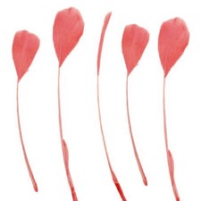 Stripped Coque Feathers x 5,  Assorted Shades, 5-7",Millinery Hats & Fascinators