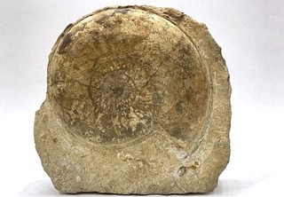 Ammonite géante 25 cm de diamètre Fossiles Collection curiosité
