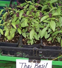 110 SEEDS - basil, THAI SPICEY GroCo USA - BUY ANY 15-SHIPS FREE