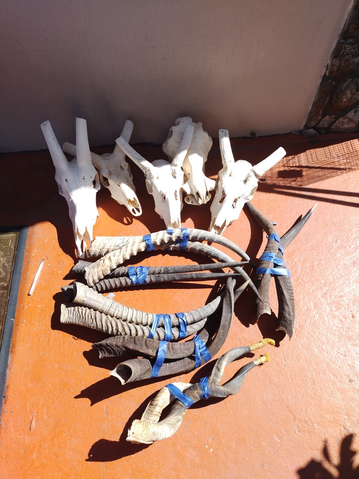 Lot Of Large African Skulls And African Horns Wart Hog Kudu And More eBay