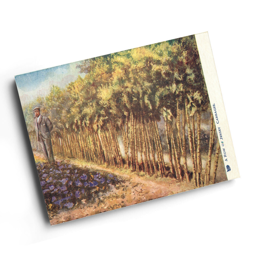 FILA A3 PRINT Vintage Channel Islands A Row of Jersey Cabbages