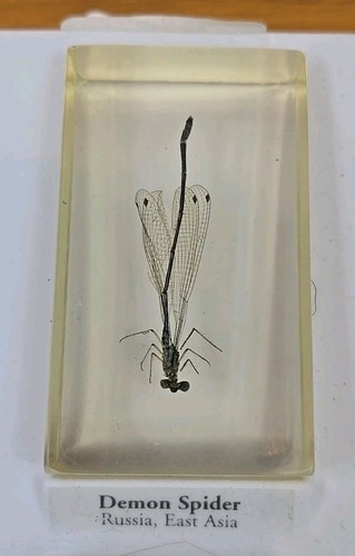 National Geographic Real Life Bugs And Insects in Resin 15 bugs x1 - Picture 5 of 17