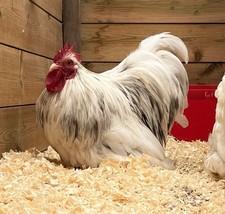 6x Splash Pekin Bantam