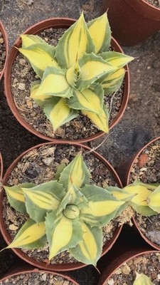 1pc Agave 'Red Thunder' Medio-picta Aurea One Random Plant Garden Boutique