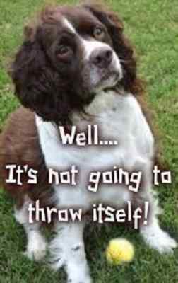 Springer Spaniel dog  refrigerator magnet 2 1/2 x 3 1/2 ''
