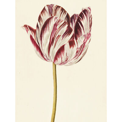 Rot weiß Tulpe Blumen Natur Gemälde großer Wandkunstdruck 18 x 24 Zoll