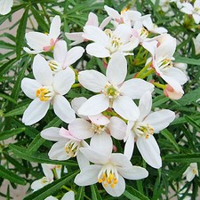 Choisya Scented Gem Mexican Orange Blossom Evergreen Plants Outdoor Garden