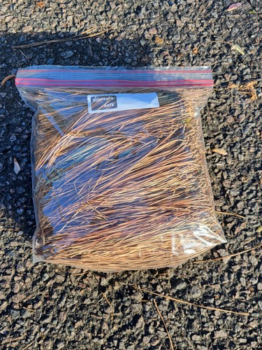 Virginia Native Loblolly Pine Needles  Crafting Decor Weaving 4-8”