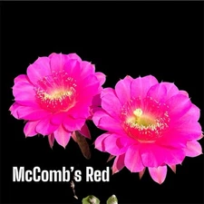 MCCOMB RED Echinopsis Hybrids Rooted Plants Cactus Succulent