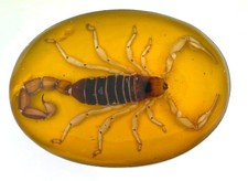 Real Scorpion Belt Buckle Western Cowboy Hecho MADE IN Mexico Metal MEN WOMEN