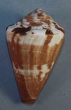 CONUS VEXILLUM 85.82mm BEAUTIFUL SPECIMEN Msasani Bay, Dar es Salaam, Tanzania