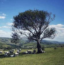 Holly Tree Sapling (Ilex aquifolium) 7-11cm tall