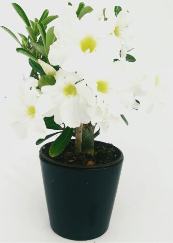 POWERS TO FLOWERS - ADENIUM OBESUM BIANCO, pianta vera + PIANTA IN OMAGGIO - Bild 1 von 4