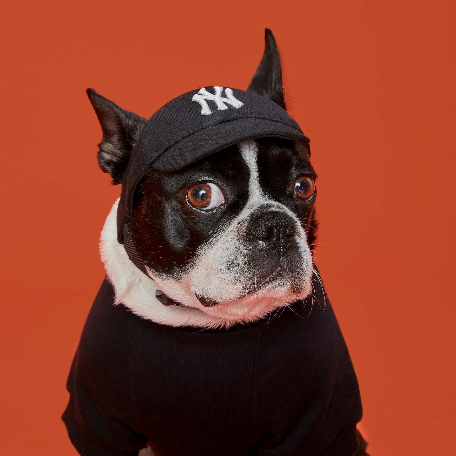 dog with yankee hat