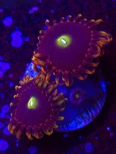 Ecc Antimatter Zoa WYSIWYG Live coral frag Lps Sps