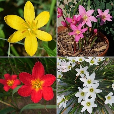 GREENS Rain Lily/Zephyranthes Lily Imported Multicolor Flower Bulbs Set Of10