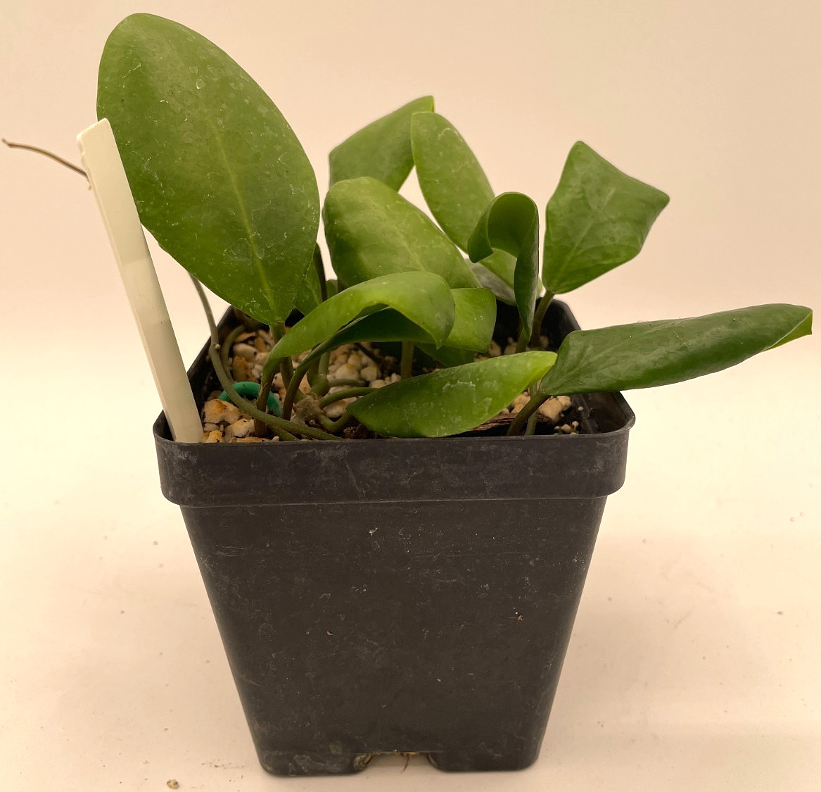 Hoya Lucardenasiana RARE! Well Rooted In 3.5" pot - Very Healthy - Houseplants