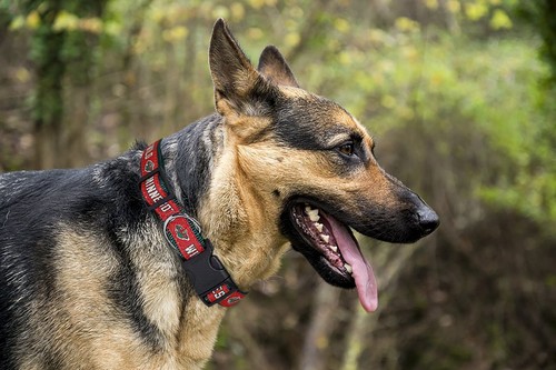 Pets First NHL Collars Heavy-Duty Durable & Adjustable Dog Collar & Cat Collar - Picture 124 of 125