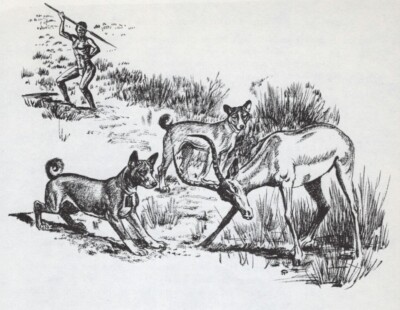 BASENJI ''HUNTING'' - CUSTOM MATTED - Dog Art Print - 1964