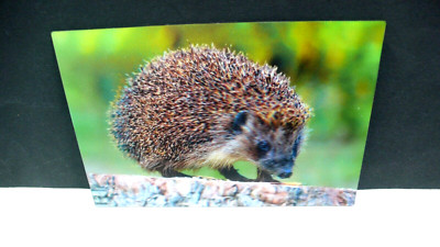 3 D  ANSICHTSKARTE IGEL ANIMAL HEDGEHOG CARD TIER KARTE AK POSTKARTE ZOO CARTE !