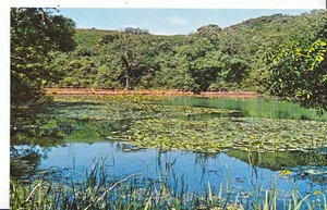 Image result for bosherston lily ponds