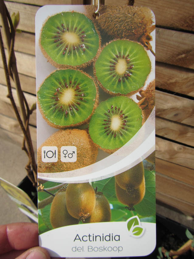 KiwiPflanze Actinidia 'Boskoop' selbstfruchtende Pflanze 4060cm