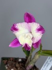 NEW! Unreleased 2027 Cattleya (Slc. Angel Eyes x Slc. Warpaint) SVO 11503 — photo 4