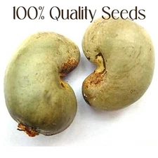 Ceylon Cashew Nut Seeds Anacardium occidentale germinated with seasoned seed 10