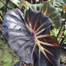 Colocasia Bulb Purple Nova New Hybrid (Includes All Import Duties And Taxes)