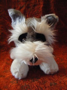 grey and white terrier