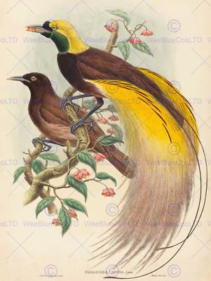 John Gould W Hart Britisches Vogelparadies Paradisea Zoologie Druck Poster Bb5923B