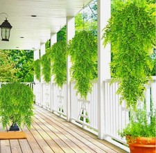 1-5 Artificial Hanging Boston Fern Plant Fake Hanging Greenery Wall Home Garden