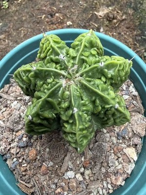 OLD Astrophytum myriostygma cv.  Fukuryu seedgrowth Garden Décor WYSIWYG 2#
