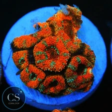 CS PEPPERMINT MICROMUSSA - WYSIWYG LIVE CORAL