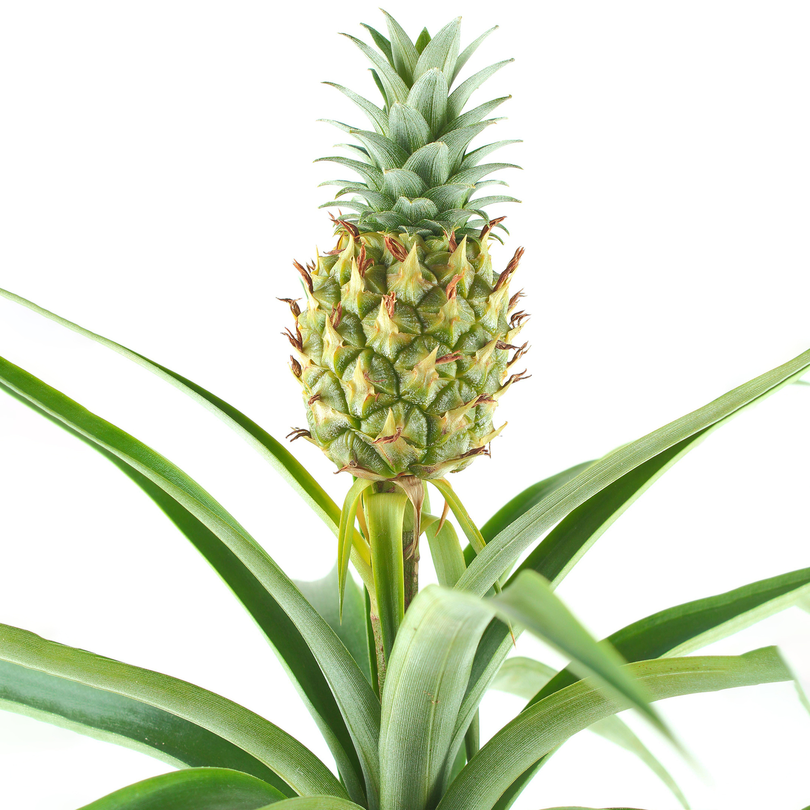 1 x Ananas comosus Amigo - Pineapple Plant | 35-45cm Potted Houseplant Gift