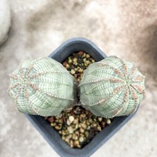 3CM Succulent Cactus Plant Euphorbia Obesa Hook(2-Heads)Euphorbiaceae Beautiful