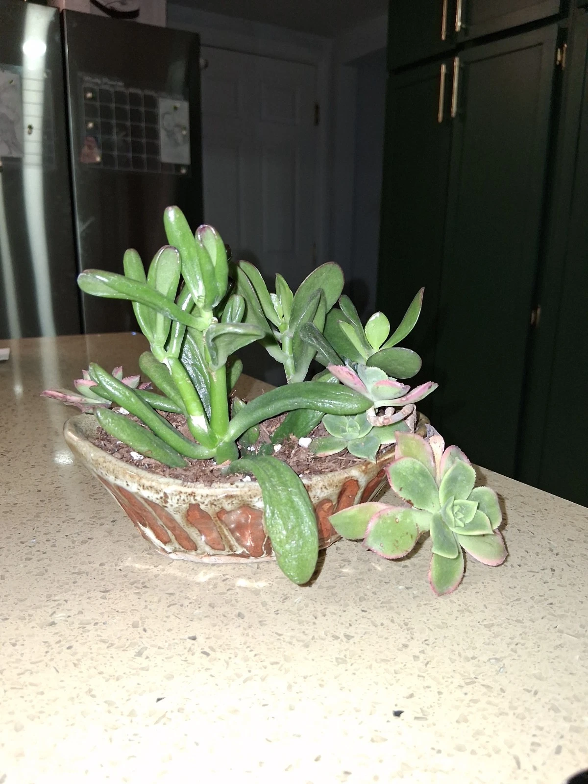 Different Varieties Beautiful, Colorful & Healthy Succulent Cuttings Cermaic 4
Opens in a new window