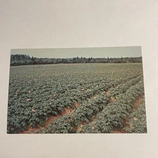 Potato Field Carleton Prince Edward Island Canada Postcard
